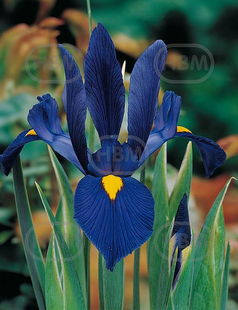 Hollandica Blue