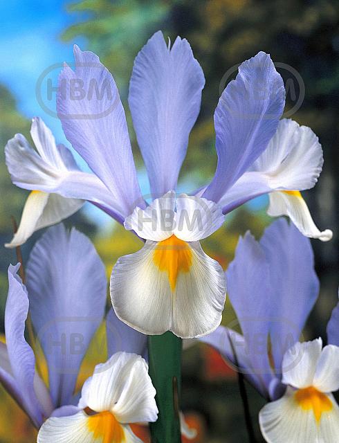 Hollandica Silvery Beauty