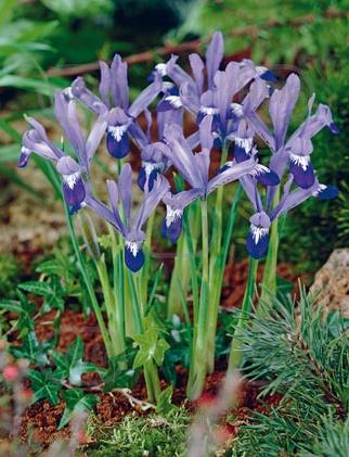 Reticulata Clairette