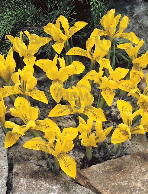 Reticulata Danfordiae