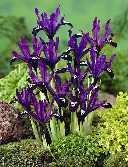 Reticulata Purple Gem