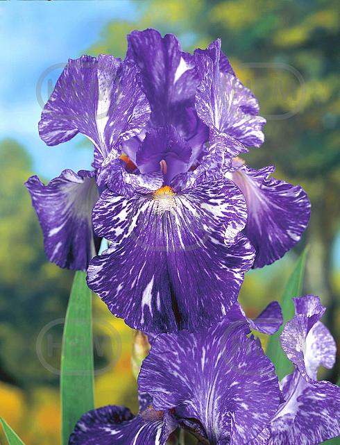 Germanica Purple Striped White
