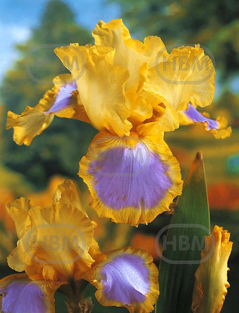 Germanica Yellow/Lila