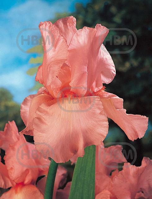 Germanica Pink Tafette