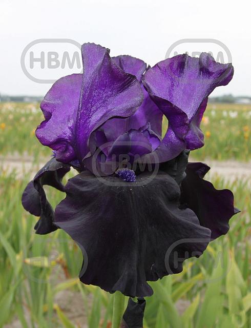 Germanica Black Dragon