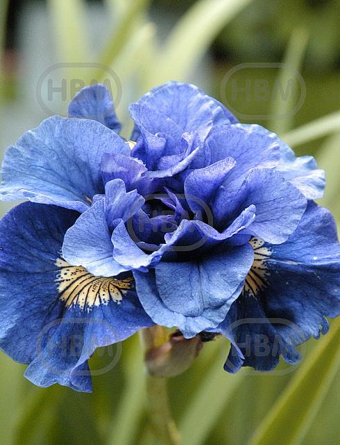 Sibirica Concord Crush