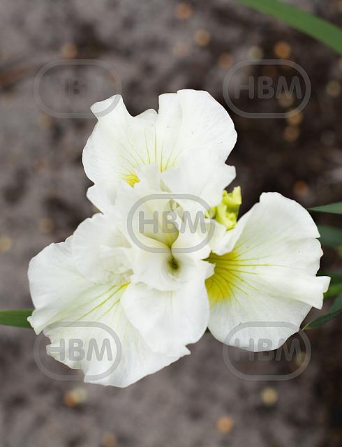 Sibirica Double Play
