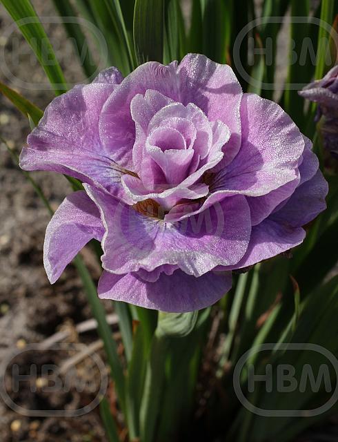 Sibirica Pink Parfait