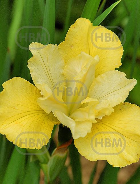 Sibirica Summer Revels