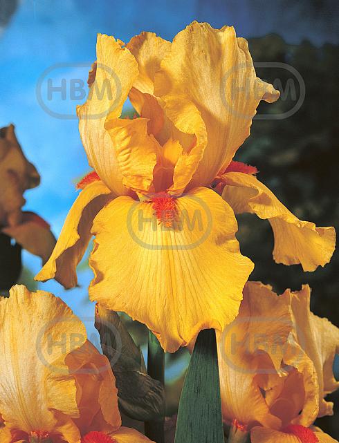 Germanica Orange