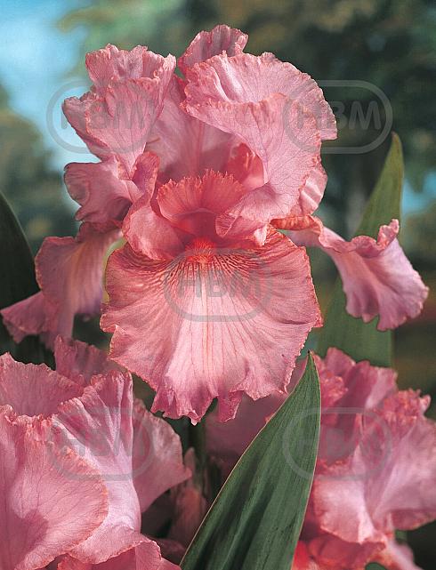 Germanica Pink