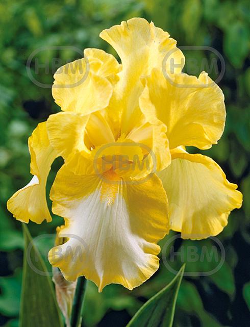 Germanica Yellow/White