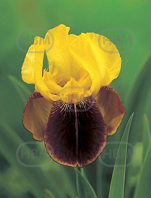 Germanica Yellow/Brown