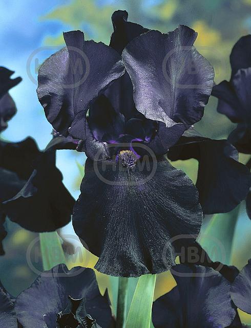 Germanica Black