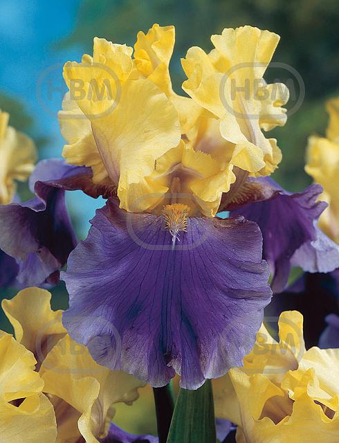 Germanica Blue Yellow