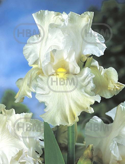 Germanica White