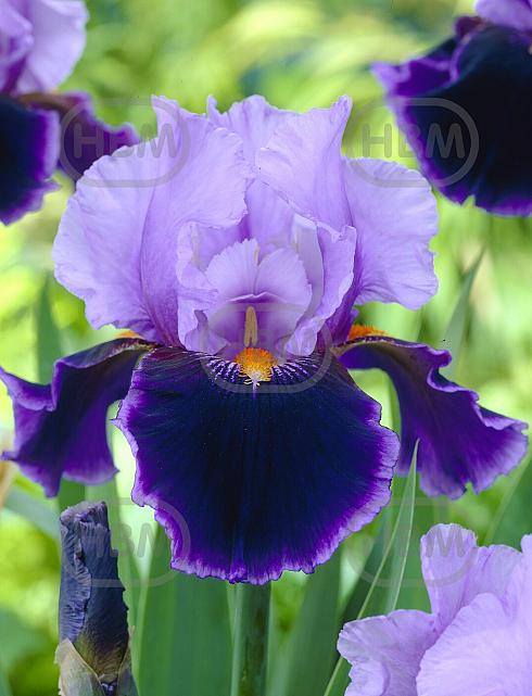 Germanica Purple