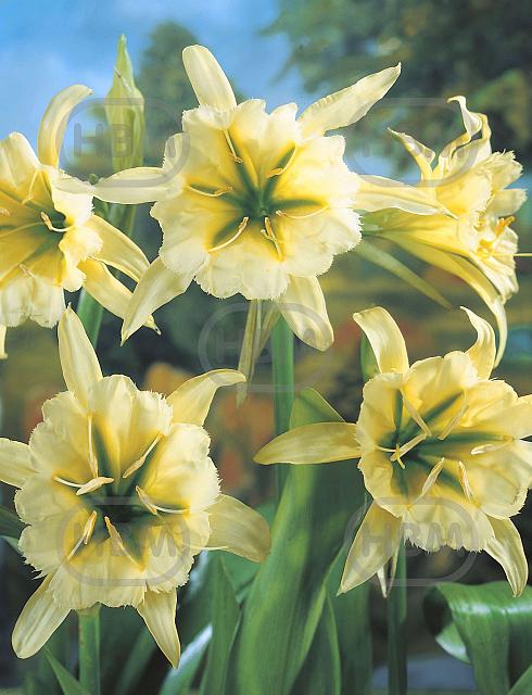 Sulphur Queen