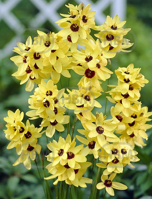 Yellow Emperor
