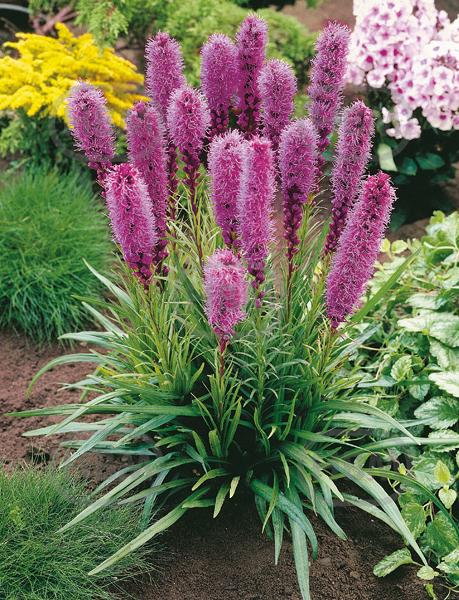 Spicata Spicata