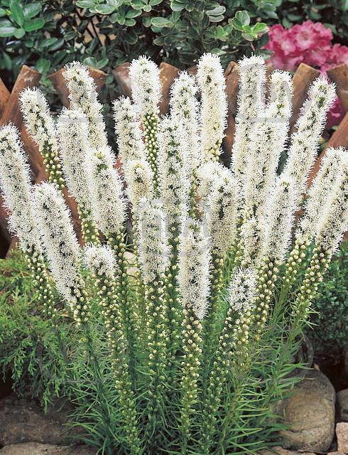Spicata Spicata Alba