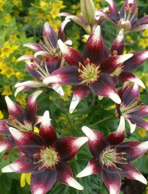 Asiatic Netty'S Pride