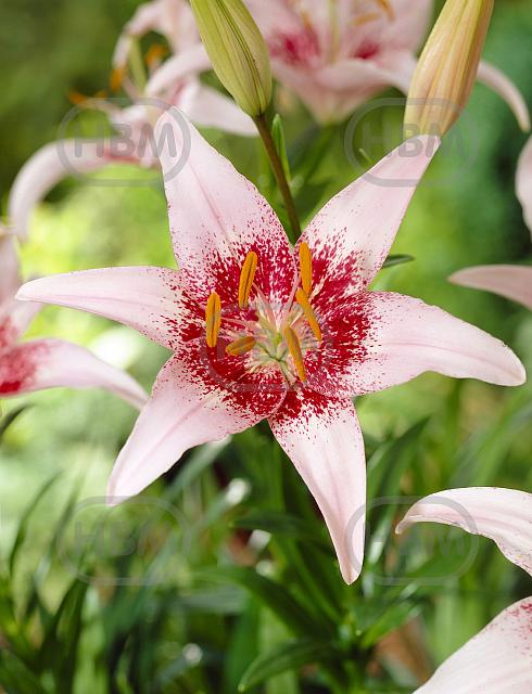 Asiatic Pink Pixels