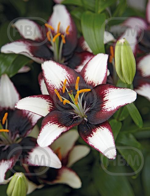 Asiatic Purple Heart