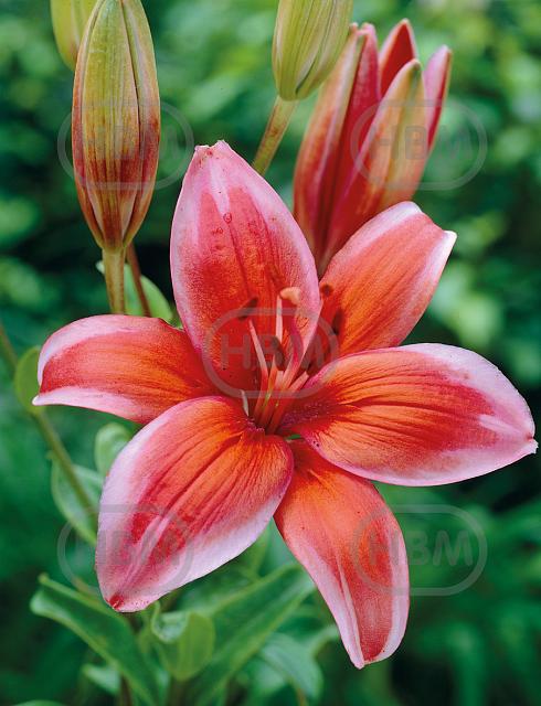 Asiatic Red Electric