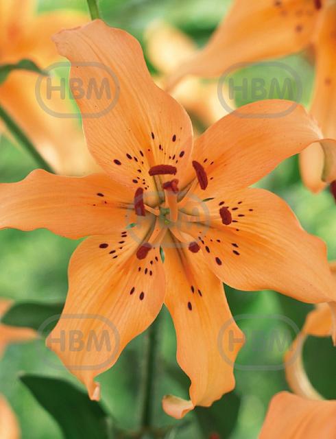 Asiatic Pearl Sonja