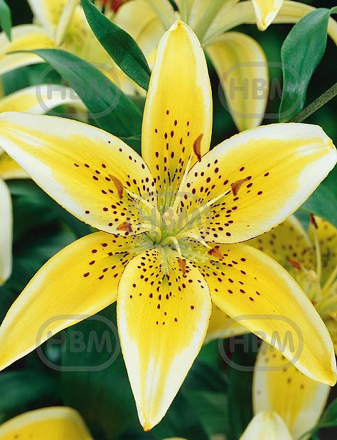 Asiatic Yellow Electric