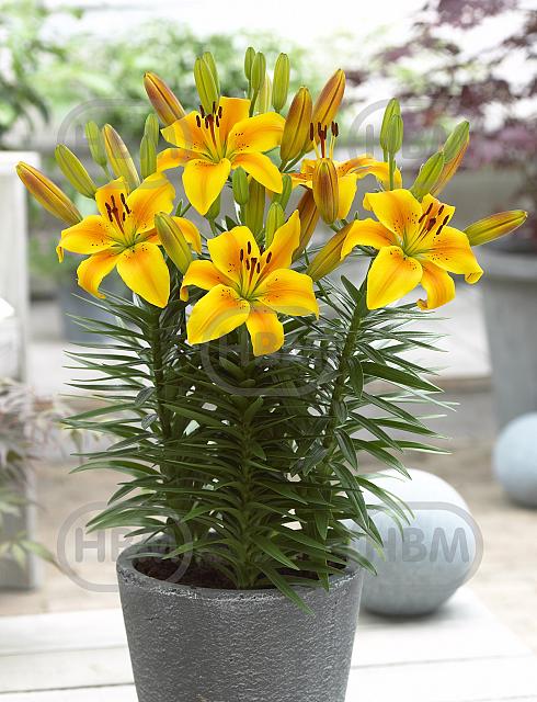 Asiatic Golden Joy