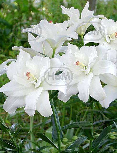 Asiatic Annemaries Dream