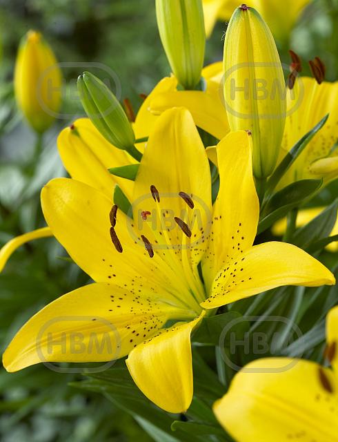 Asiatic Golden Matrix