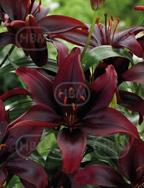 Asiatic Mapira