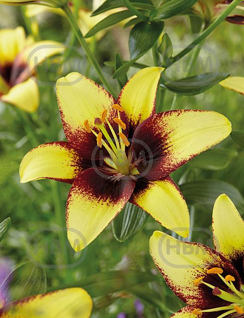 Asiatic Bumblebee