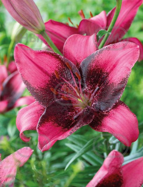 Asiatic Purple Eye