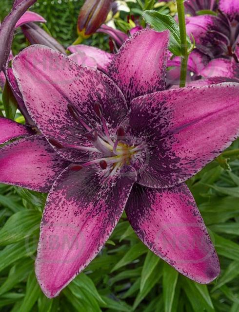 Asiatic Purple Dream®
