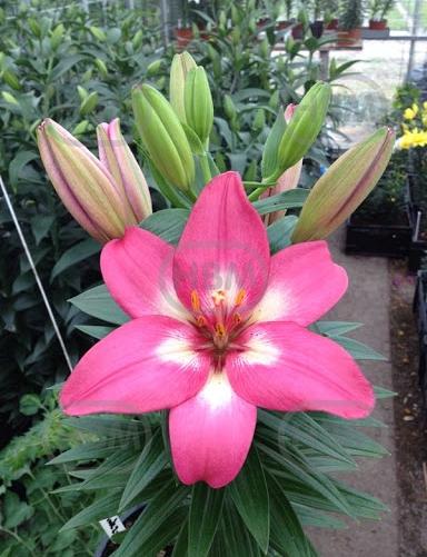 Asiatic Rozalynn®