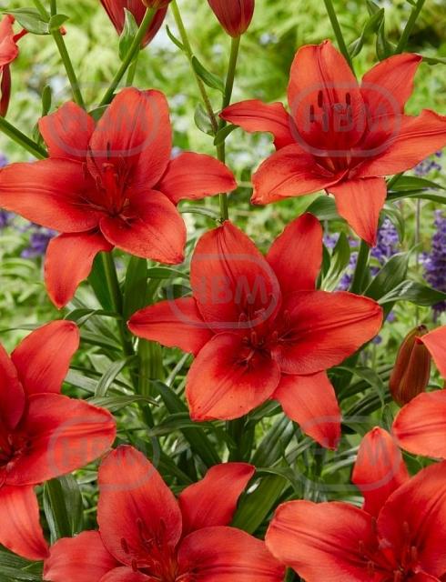 Asiatic Red Highland®