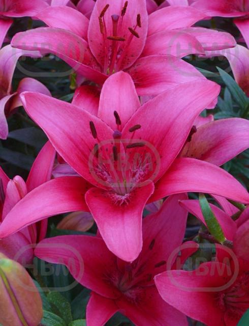 Asiatic Pink County