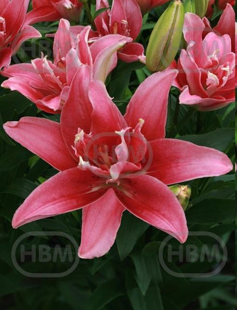 Asiatic Doublelady