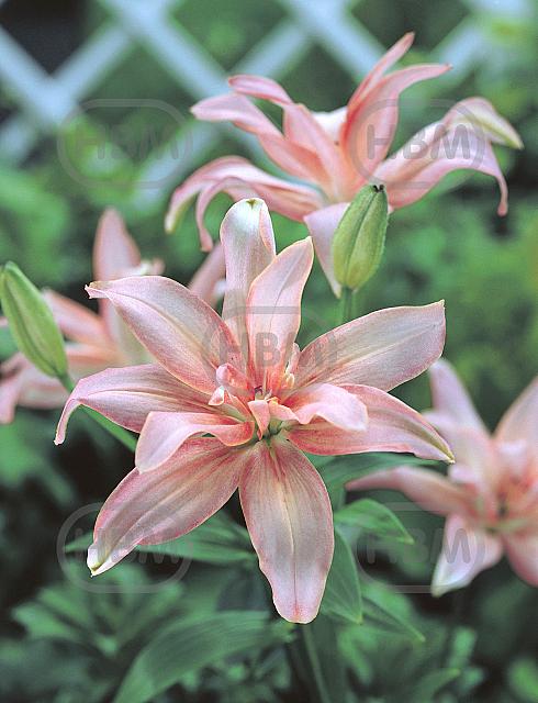 Asiatic Aphrodite