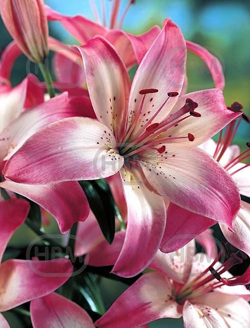 Asiatic Marlene