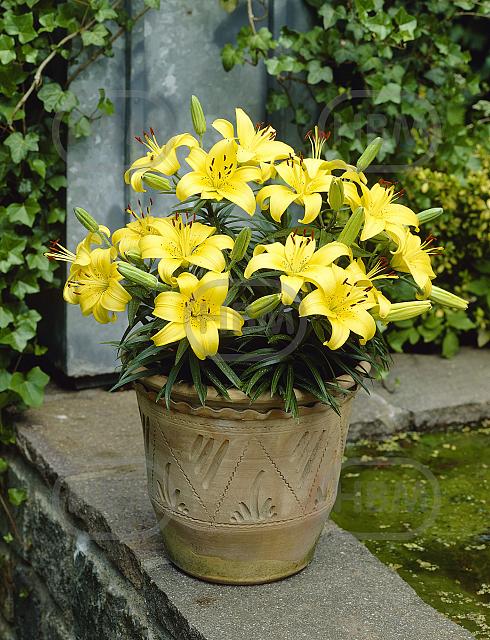 Asiatic Lemon Pixie