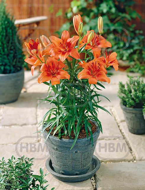 Asiatic Orange Pixie
