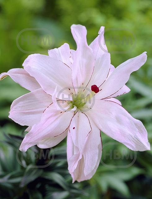 Asiatic Spring Pink