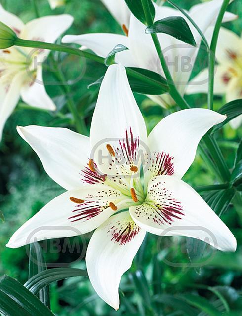 Asiatic Centerfold