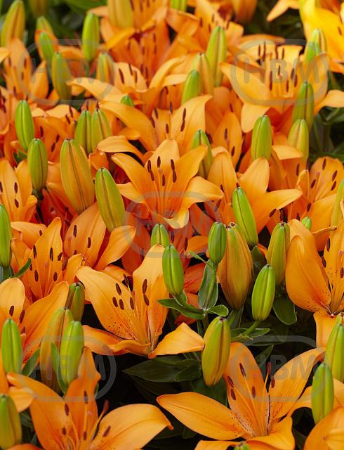 Asiatic Orange Matrix
