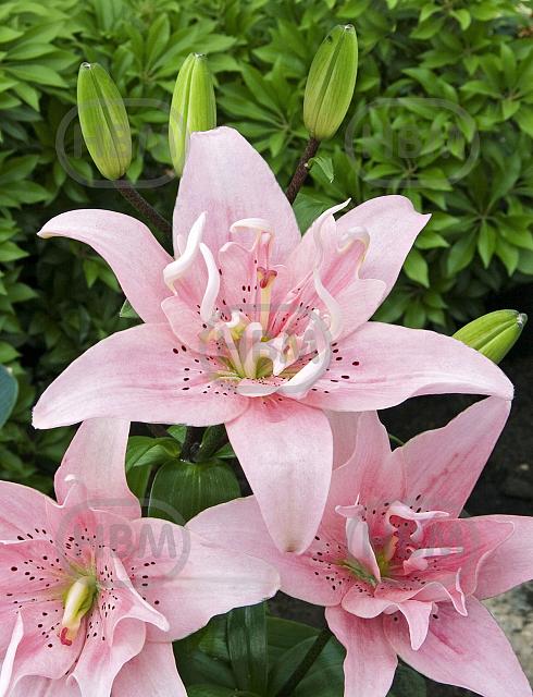 Asiatic Elodie